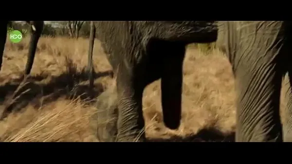 Tunjukkan Elephant party 2016 Klip pemacu
